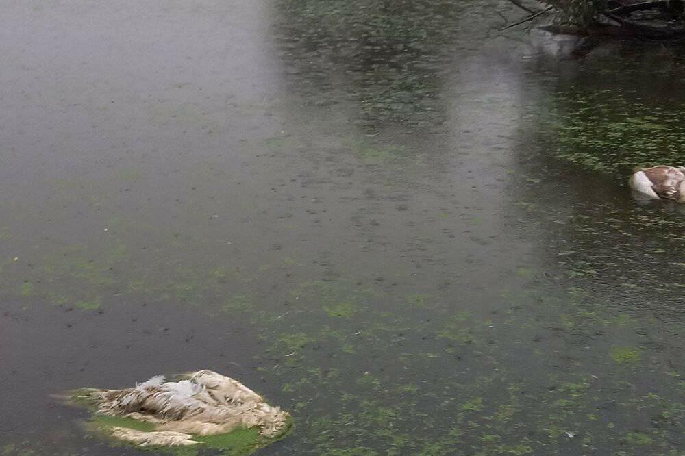 POTVRĐEN PTIČJI GRIP KOD UGINULIH LABUDOVA! Oglasilo se hrvatsko Ministarstvo poljoprivrede