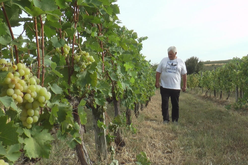 NA BRDIMA OPLENCA RASTE NAJLEPŠE GROŽĐE! Kod Tanaijevića tradicija gajenja prenosi se sa kolena na koleno (FOTO)