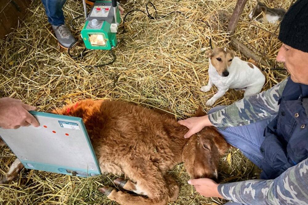 MAGARE STANU ČUVAJU PSI, IMALA JE PRVE PREGLEDE JER NE MOŽE NA NOGE: Ljudi je nose u rukama kad pada KIŠA, TUGA!