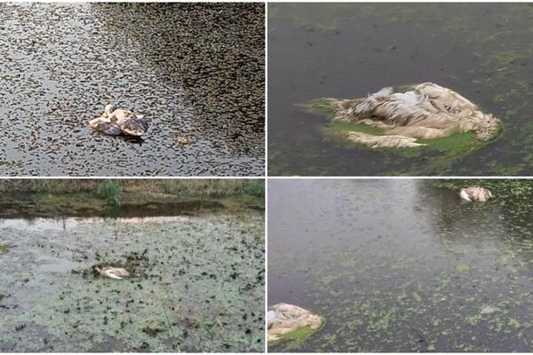 PRONAĐEN VELIKI BROJ UGINULIH LABUDOVA U SRBIJI, IZBEGAVAJTE SVAKI KONTAKT SA NJIMA! Slučaj prijavljen INSPEKCIJI