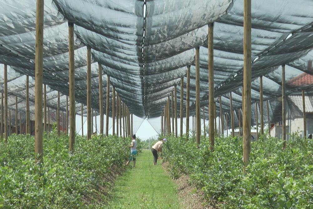 DNEVNICA DO 60 EVRA! Sezonci u NEIZVESNOSTI šta će biti sa "CRVENIM ZLATOM" u Srbiji, evo šta im se NAJVIŠE ISPLATI