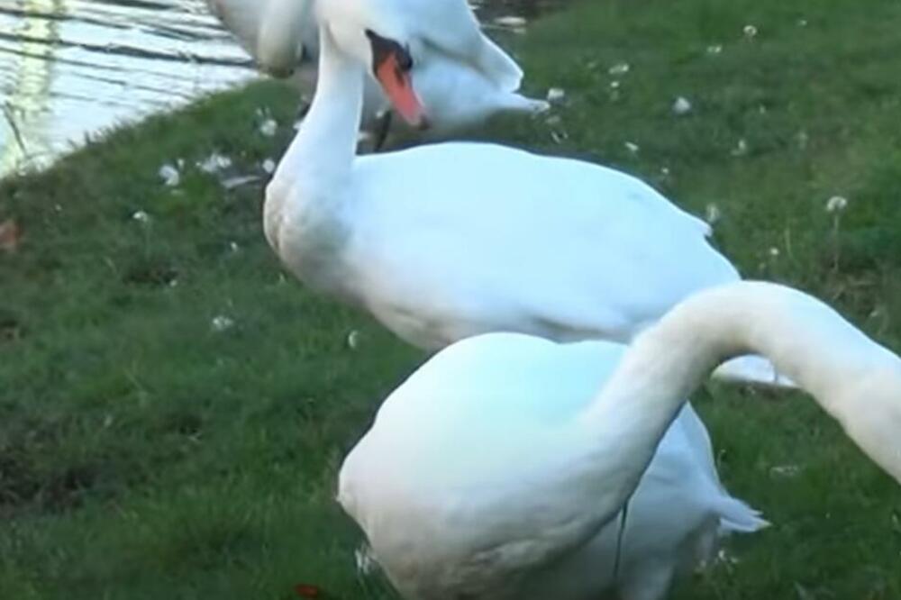 UGINULI LABUDOVI KOD BORČE IMALI SU PTIČIJI GRIP: Dr Veljović otkrio IMA LI OPASNOSTI PO LJUDE
