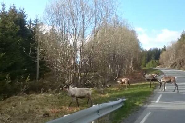 UZGAJIVAČI IRVASA VS VETROELEKTRANE: Moraće da uklone 151 turbinu?