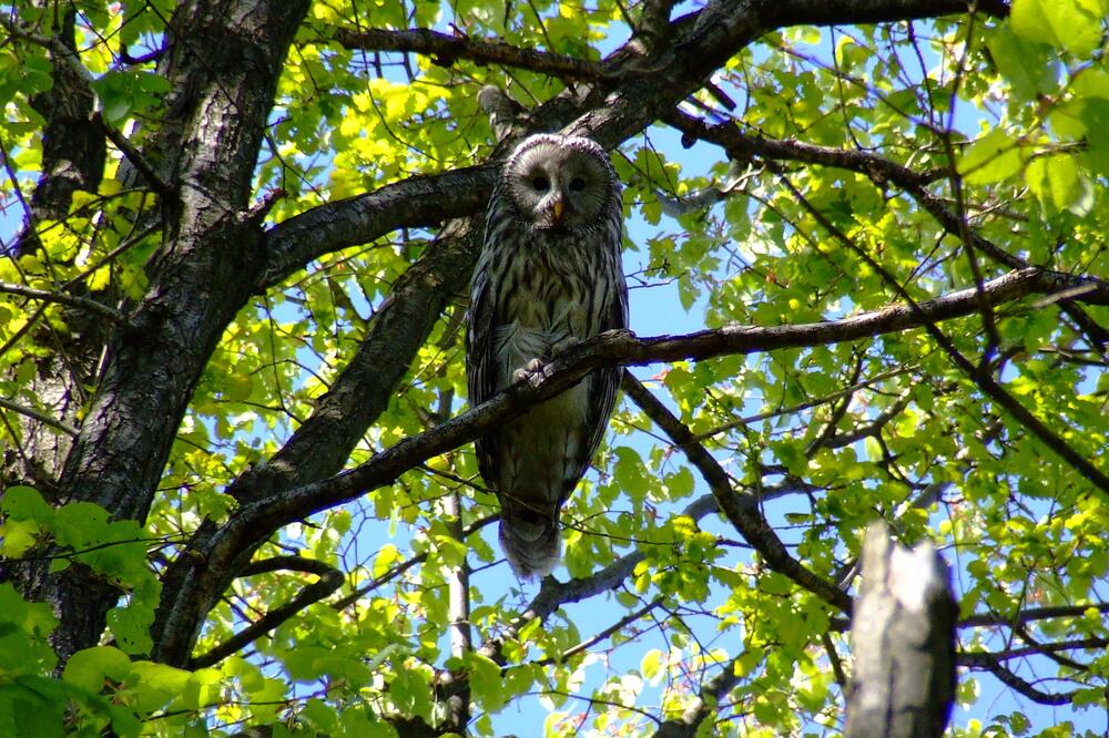 BIĆA NOĆI! Plašimo ih se u mraku, a nismo ni svesni da su naši saveznici, postoji nekoliko razloga