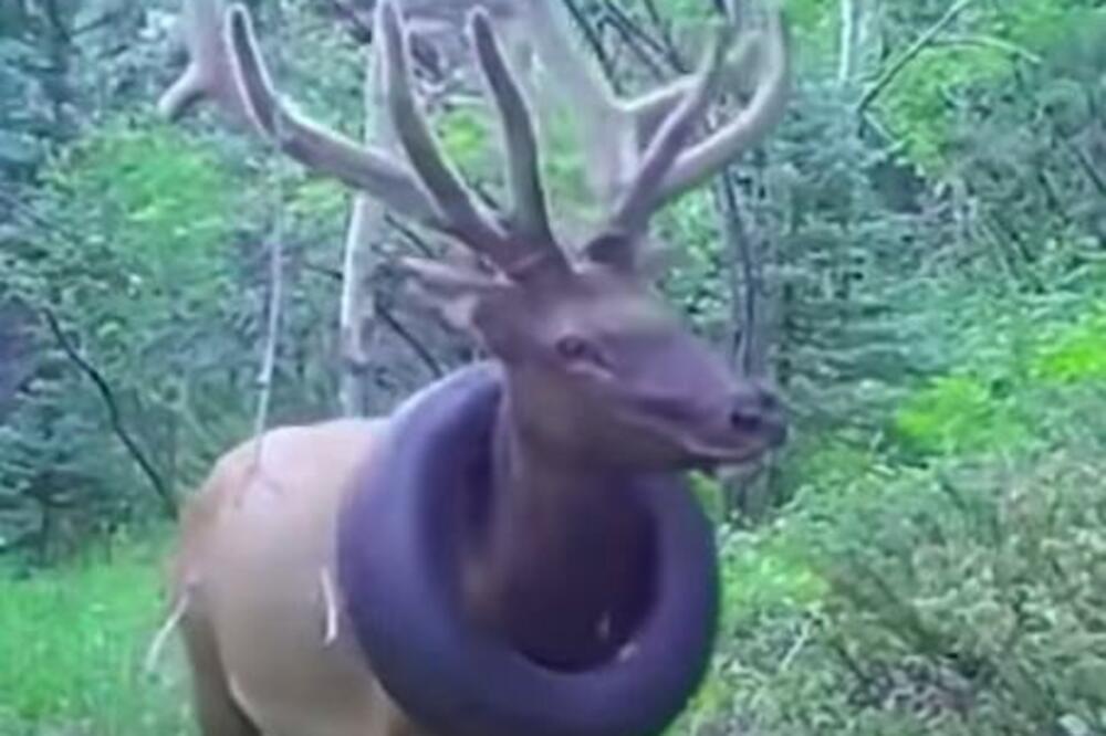 KONAČNO OSLOBOĐEN: Jelen dve godine hodao sa AUTOMOBILSKOM GUMOM oko vrata (VIDEO)