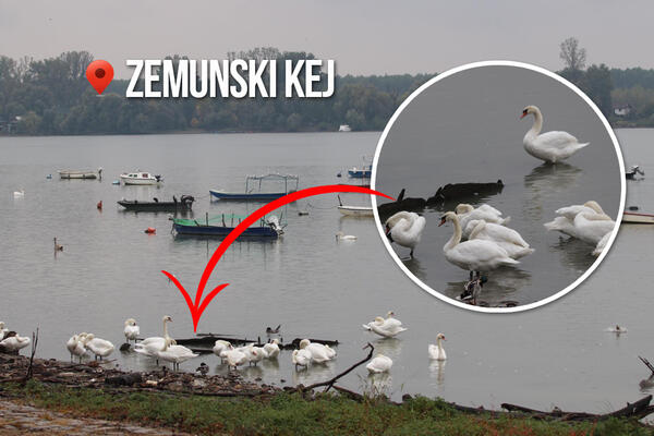 PITALI SMO STUČNJAKE DA LI UGINULI LABUDOVI MOGU DA BUDU OPASNI ZA LJUDE! Svi moraju da čuju njihovo UPOZORENJE