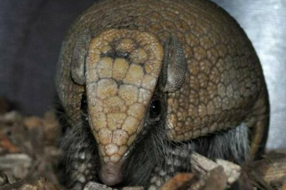 TAJANSTVENO BIĆE IZ ZOO VRTA KONAČNO POKAZALO LICE: Hranu jede NEVEROVATNOM BRZINOM (VIDEO)