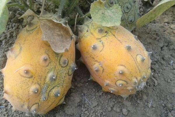 VITAMINSKA BOMBA IZ AFRIKE RAĐA U DRAGAČEVU: Milan krenuo sa par semenki, a kilo košta 1500 DINARA (FOTO)