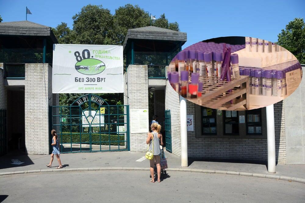 KO DA KRV DOBROVOLJNO, DOBIJA ULAZNICU U ZOOLOŠKI VRT! Rezerve su na MINIMUMU, oglasio se i Institut za tranfuziju