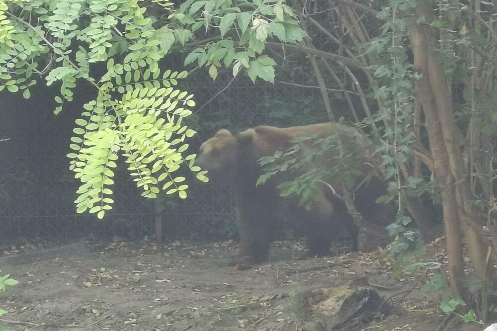 MEDVEDI PONOVO HARAJU GOLIJSKIM SELIMA, MEŠTANI U STRAHU ZA SVOJE ŽIVOTE: Nastradalo pet ovaca i uništena štala