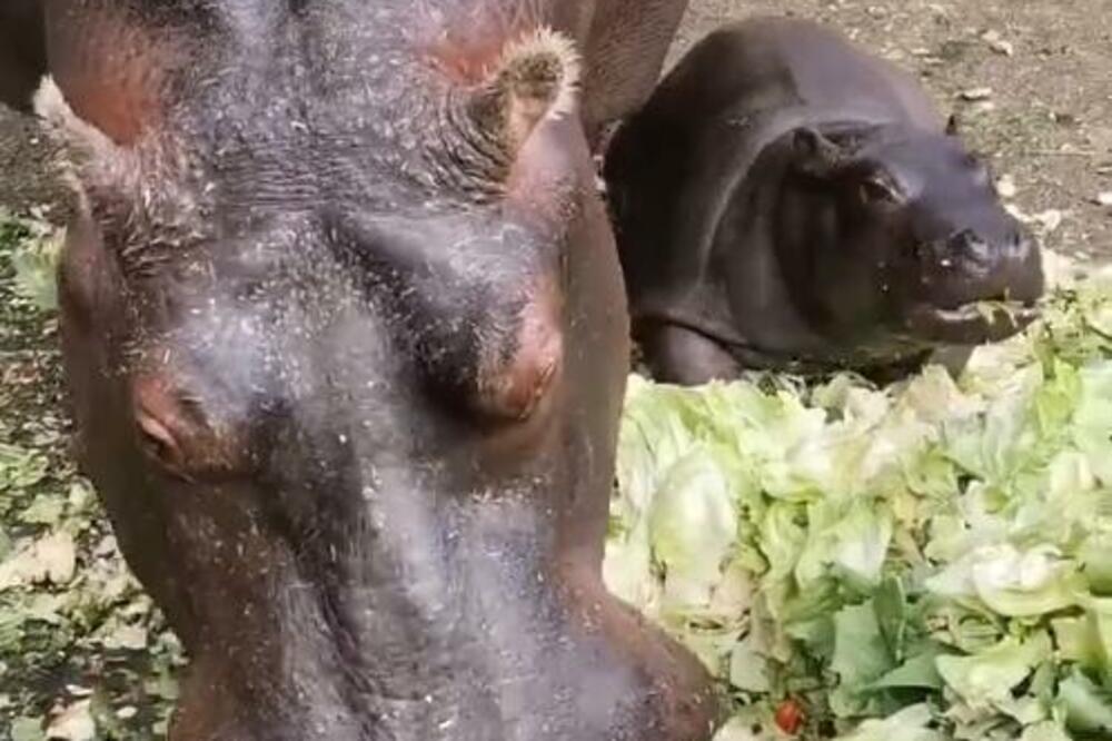 OVO JE NAJLEPŠI PRIZOR KOJI ĆETE VIDETI DANAS: Bebica nilskog konja u našem Zoo vrtu radi nešto NEODOLJIVO (VIDEO)