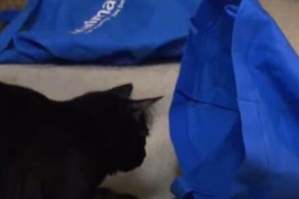 MNOGI SE PLAŠE CRNE MAČKE: A pojma nemaju zašto se SMATRAJU OPASNIM, strah od njih se VUČE OD DAVNINA