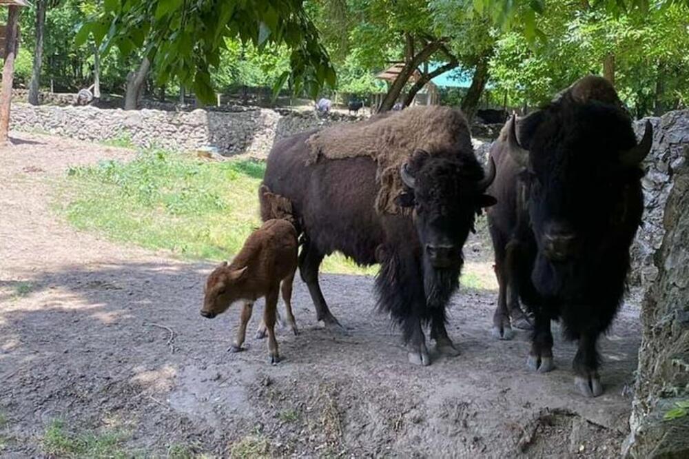 PRVI PUT U ISTORIJI PALIĆKOG ZOO VRTA! Rođena beba teška 100 kilograma, na svet došlo mladunče bizona (VIDEO)