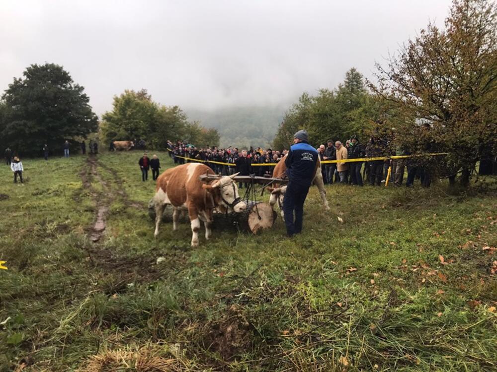 Volovi, Vo, Rabadžija