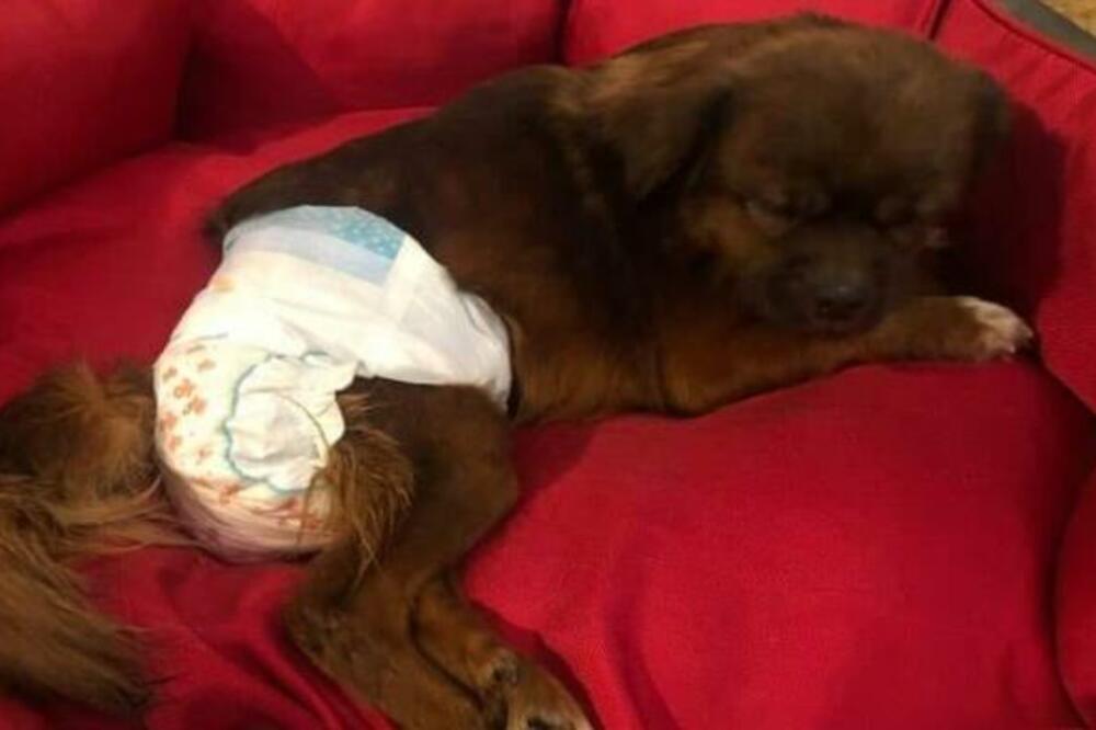 KAKO JE KUCA IZ BANJALUKE OTPUTOVALA U ČEŠKU: Žrtva nemilosrdne ruke pre 2 meseca ostavljena da UGINE, sada ima SVE