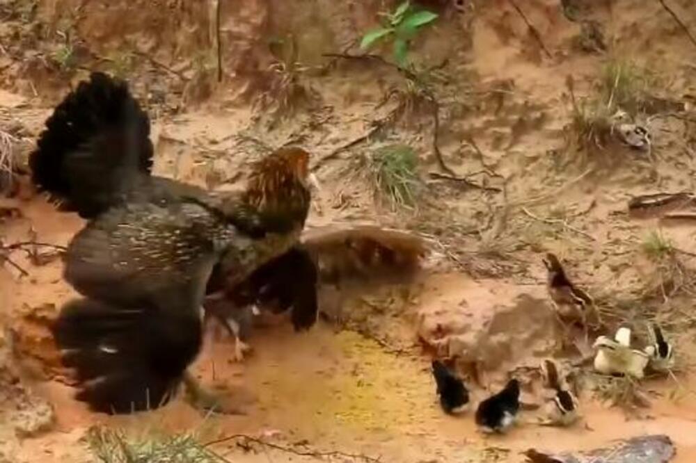 JEDNA JE MAJKA! PO SVAKU CENU BRANILA PILIĆE: Nije odustala do samog kraja, PRAVI BORAC (VIDEO)