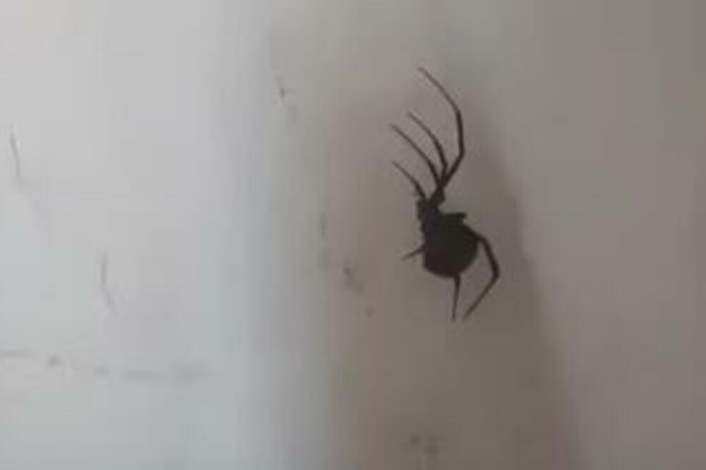 PORODICA IZ TREBINJA PRONAŠLA CRNU UDOVICU U STANU: Najotrovniji pauk u Evropi bio na zidu sobe (VIDEO)