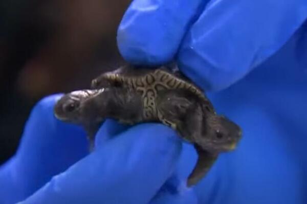 JEDINSTVENO BIĆE, PRONAĐENA KORNJAČA SA 2 GLAVE: Ima 6 nogu i 1 oklop, ne zna se kog je POLA! (VIDEO)