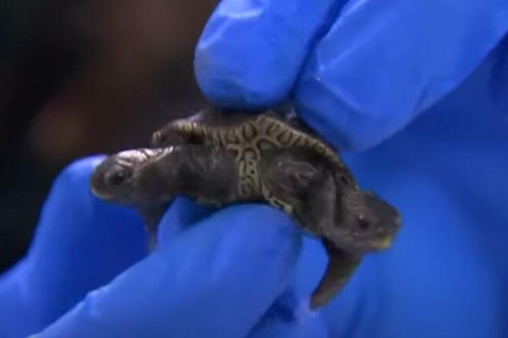 JEDINSTVENO BIĆE, PRONAĐENA KORNJAČA SA 2 GLAVE: Ima 6 nogu i 1 oklop, ne zna se kog je POLA! (VIDEO)