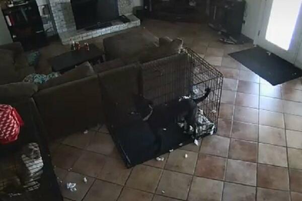 NEVEROVATNA SLUČAJNOST ILI DELO DUHA? Pas lajao po kući, a onda mu je nešto STRGLO oglicu s vrata! (VIDEO)