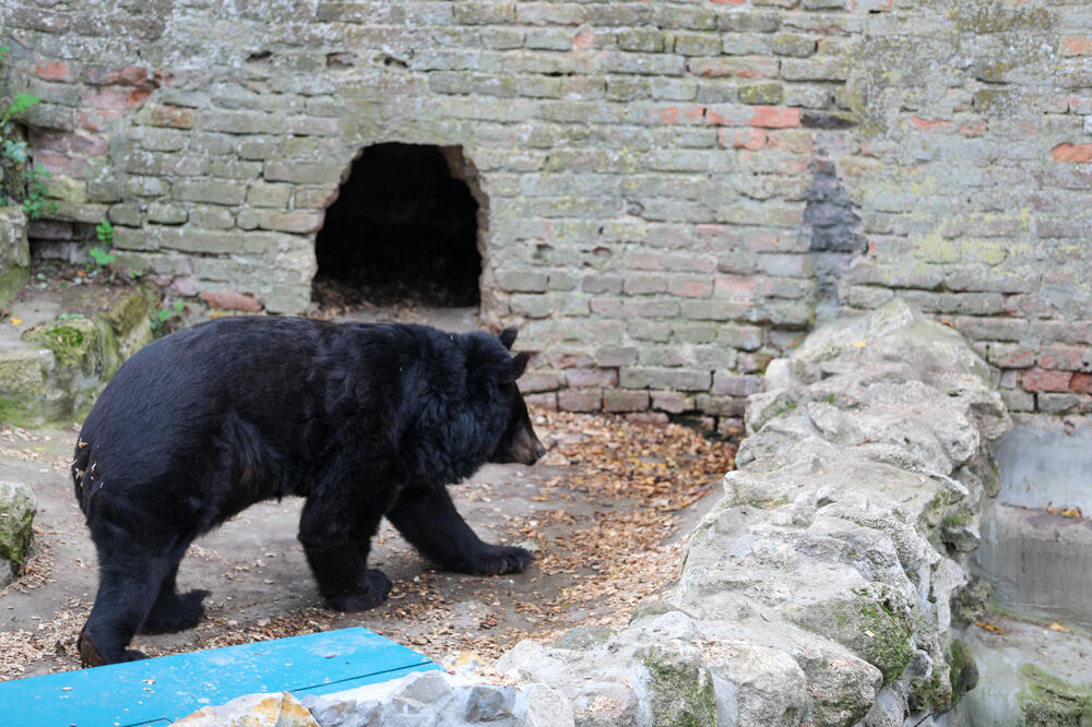 NARODNO VEROVANJE ZA SUTRAŠNJI PRAZNIK OTKRIVA KADA SE ZIMA ZAVRŠAVA! Ako medved uradi ovo, biće hladno JOŠ DUGO