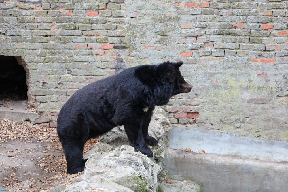 ZA UBISTVO OVE ŽIVOTINJE MOŽETE DA PLATITE KAZNU U VISINI PLATE! Evo koliki je ceh za nelegalno ubijanje životinja