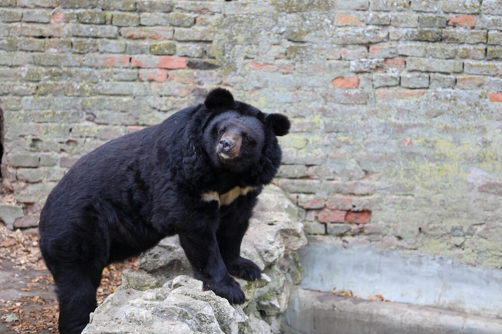 UZBUNA NA HALKIDIKIJU: Medved mesecima teroriše meštane, obožava KOŠNICE, a ovo je najveći problem