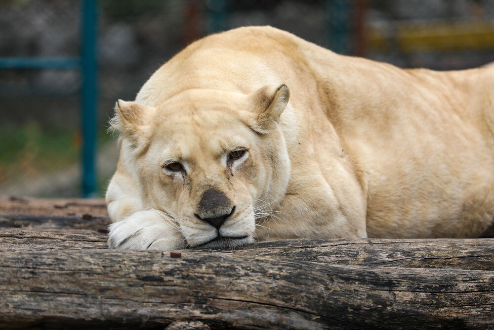 Zoo vrt, medved, Lav, Životinje