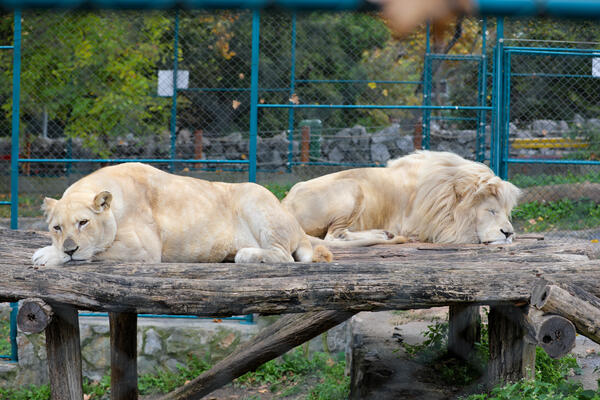 KOVID U ZAGREBAČKOM ZOO VRTU! Zaraženi LAVOVI i njihov ČUVAR, uveden sigurnosni PROTOKOL