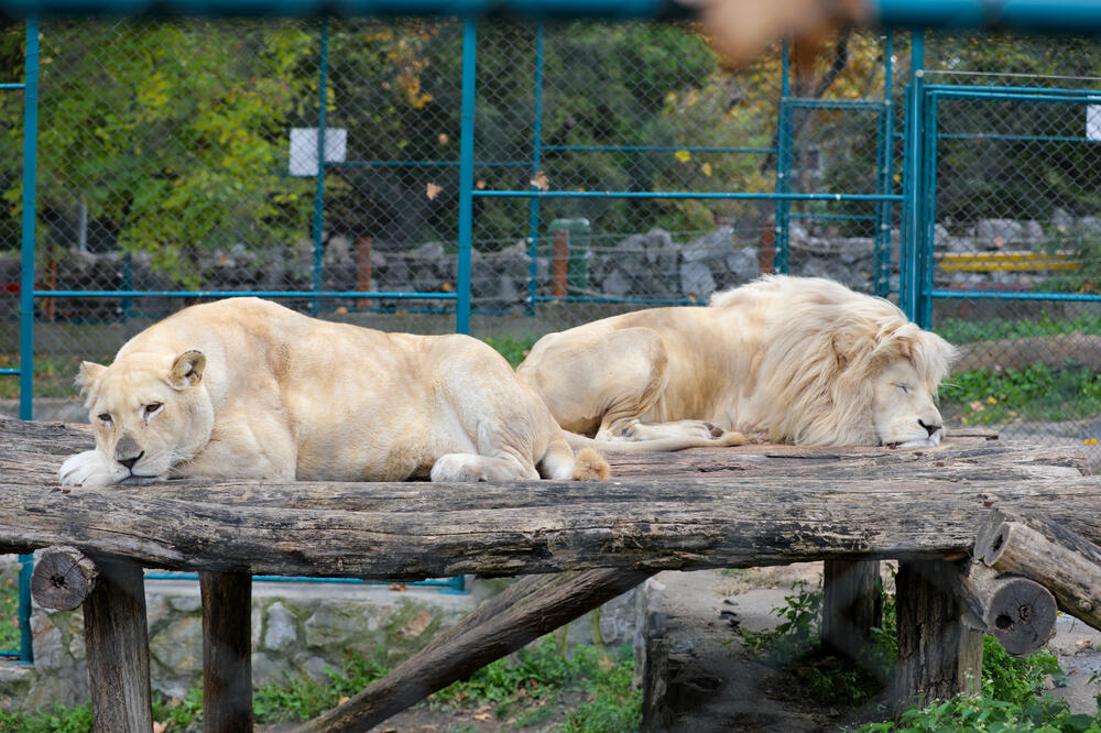 KOVID U ZAGREBAČKOM ZOO VRTU! Zaraženi LAVOVI i njihov ČUVAR, uveden sigurnosni PROTOKOL