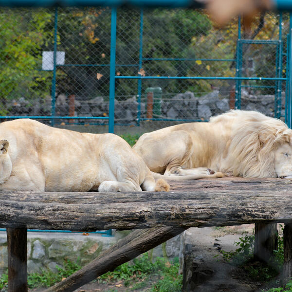 KOVID U ZAGREBAČKOM ZOO VRTU! Zaraženi LAVOVI i njihov ČUVAR, uveden sigurnosni PROTOKOL