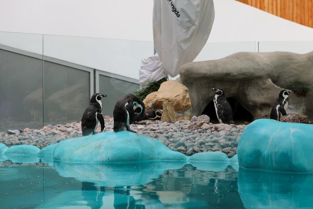 STIGLA 4 MLADA ZETA IZ DANSKE! Zoo vrt bogatiji nakon što su došli novi stanovnici, ko je Kovalski, a ko Major?