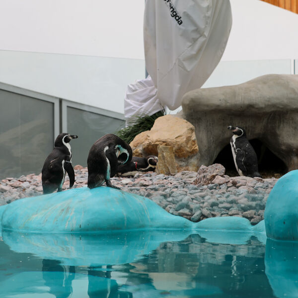 STIGLA 4 MLADA ZETA IZ DANSKE! Zoo vrt bogatiji nakon što su došli novi stanovnici, ko je Kovalski, a ko Major?