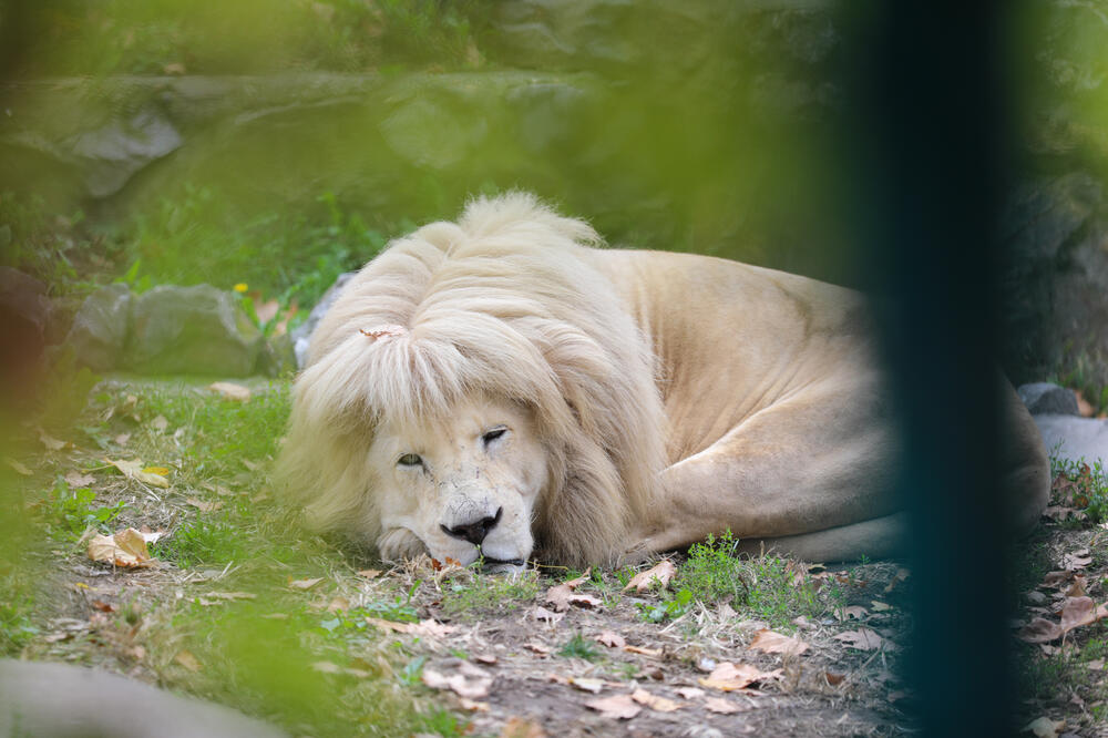 SNIMAK MORATE GLEDATI NA SOPSTVENU ODGOVORNOST: Sveštenik ušao u kavez sa lavovima, a onda je počeo pravi horor