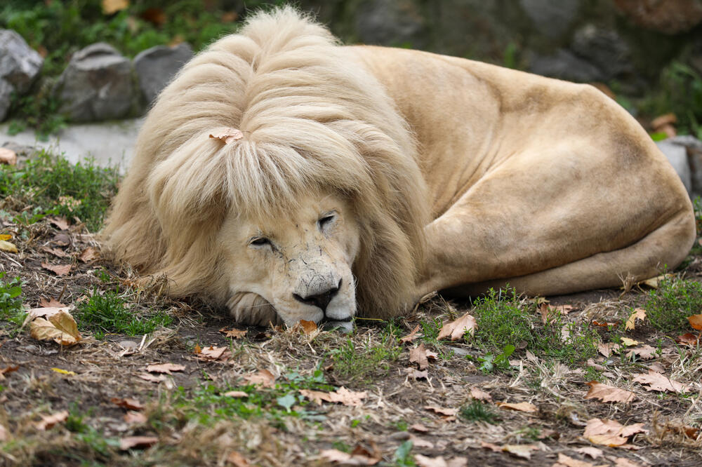 DRAMA U SIDNEJU: Pet lavova izašlo iz ograđenog prostora u zoo vrtu