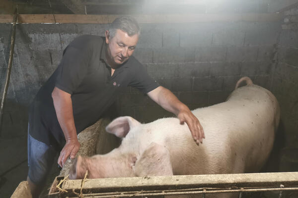 ŠARENA JE ŠUMADIJSKA REKORDERKA! Krmača je u cugu oprasila 28 PRASIĆA, a kad biste samo znali koliko je TEŠKA!