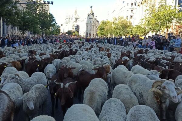 KROZ SRCE ŠPANSKE PRESTONICE "PROŠETALO" PREKO 1.000 OVACA I KOZA: Meštani pozdravili spektakl (FOTO/VIDEO)