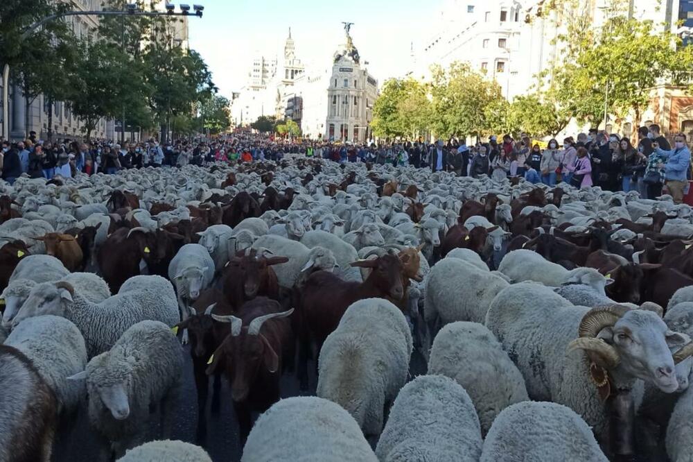 KROZ SRCE ŠPANSKE PRESTONICE "PROŠETALO" PREKO 1.000 OVACA I KOZA: Meštani pozdravili spektakl (FOTO/VIDEO)