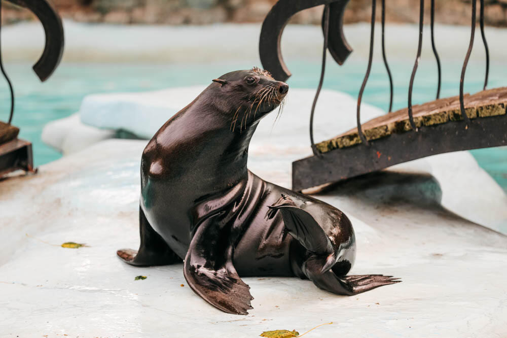 STIGLE RODE U ZOO VRTU! Palićki DOM životinjskog CARSTVA dobio najslađe PRINOVE!