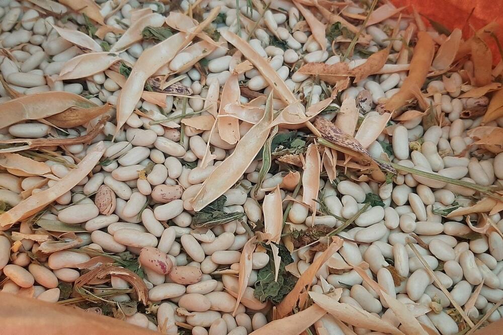 SVE VREME STE POGREŠNO ČUVALI PASULJ: Kada ga IZVADITE iz BAŠTE prvo MORATE DA URADITE 1 STVAR da ne BI PROPAO