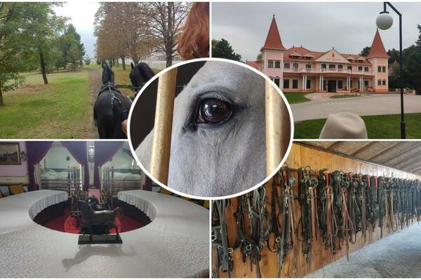 RAJ ZA KONJE U SRCU SUBOTICE! Ergela Kelebija je mesto gde zastaje dah od plemenitih životinja (FOTO)