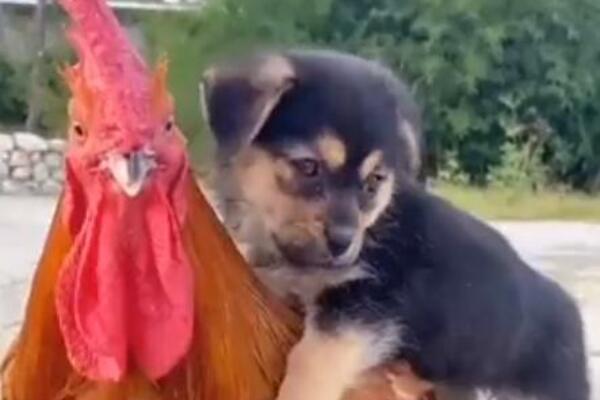 SVE JE STALO U 14 SEKUNDI: 2 životinje su nam održale VELIKU ŽIVOTNU LEKCIJU (VIDEO)