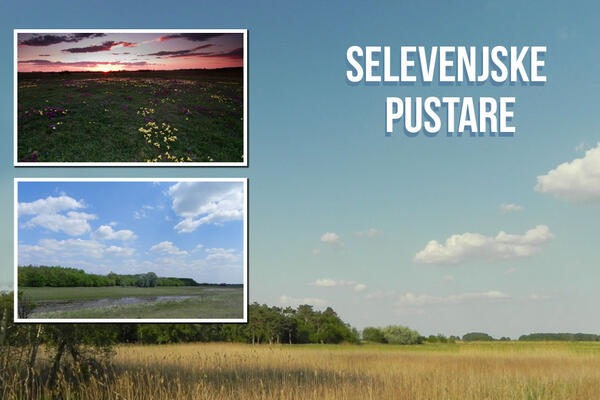 DA LI ZNATE GDE SU SELEVENJSKE PUSTARE? Zavirite u Specijalni rezervat prirode, mesto gde je nebo granica (FOTO)