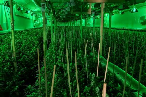 VELIKA AKCIJA MUP-A: Razotkrivena LABORATORIJA za uzgoj marihuane u Ubu (FOTO)