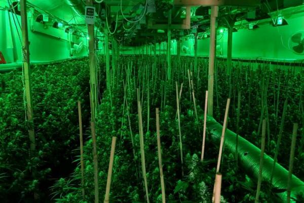 VELIKA AKCIJA MUP-A: Razotkrivena LABORATORIJA za uzgoj marihuane u Ubu (FOTO)