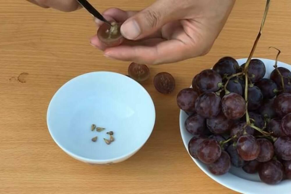 Kako zamrznuti grožđe i uživati u njemu tokom cele godine: Svi grešimo u jednom, pa nam zato bude bljutavo!