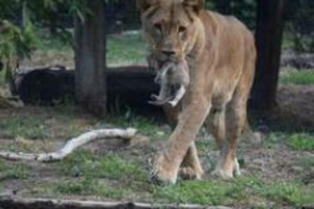 4 LAVIĆA SU NESTALA SA PALIĆA: Sada su u Makedoniji pronađene životinje, ne zna im se POREKLO