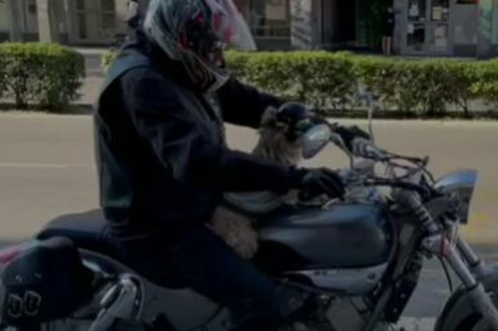 "IMA 12 GODINA, A ZAJEDNO SMO PROŠLI CELI SVET": Nesvakidašnji prizor, pas BAJKER poput i njegovog gazde!