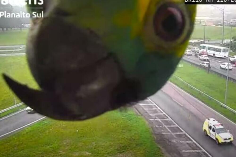 RADOZNALI PAPAGAJ PREKINUO SNIMANJE SAOBRAĆAJA: Snimak postao apsolutni HIT na internetu, GORE MREŽE! (VIDEO)