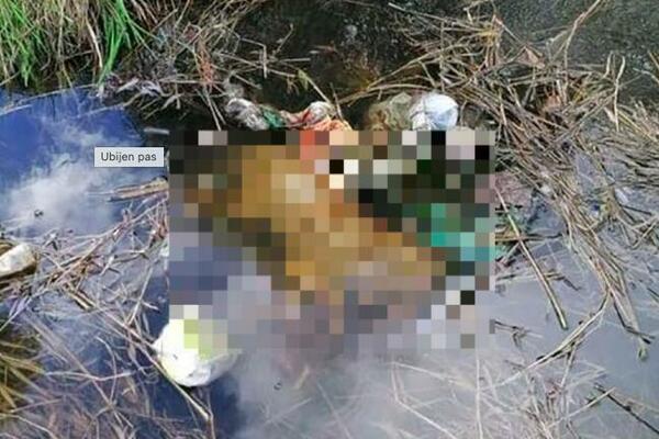 HOROR! Štene strpali u kantu, pa utopili u potoku, zlostavljanje posmatrala i deca